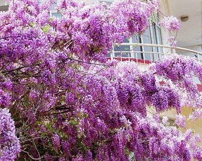 藤本植物有哪些（关于爬藤植物的特点）