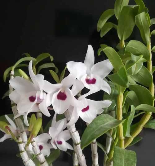 石斛怎么养（铁皮石斛家庭盆栽种植方法）