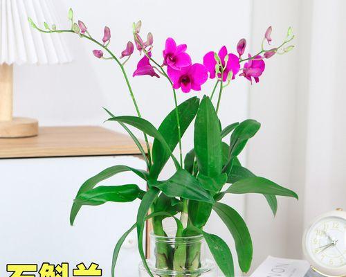 石斛怎么养（铁皮石斛家庭盆栽种植方法）