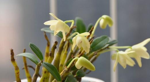 石斛怎么养（铁皮石斛家庭盆栽种植方法）