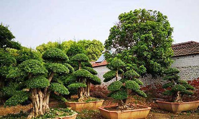 白蜡树盆景怎么养（详解白蜡树盆景养护要点）