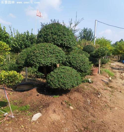 白蜡树盆景怎么养（详解白蜡树盆景养护要点）