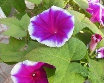 牵牛花的种子怎么种（详解牵牛花种植方法）