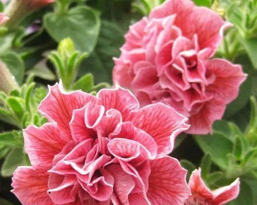 牵牛花的种子怎么种（详解牵牛花种植方法）