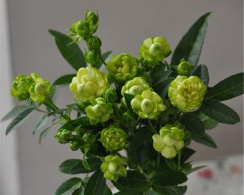 花卉种类有哪些（十大常见花品种介绍）