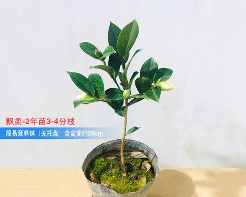 花卉种类有哪些（十大常见花品种介绍）