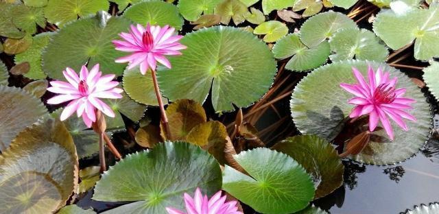 水生花卉有哪些（适合家里养的水生植物介绍）
