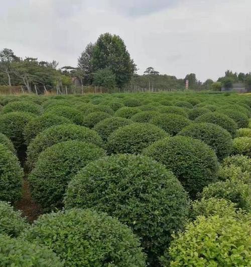 灌木类植物有哪些（常见的灌木种类介绍）