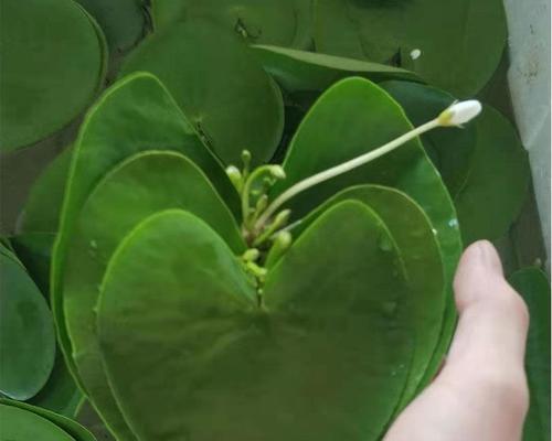 一叶莲水培怎么养（一叶莲水培方法及流程）