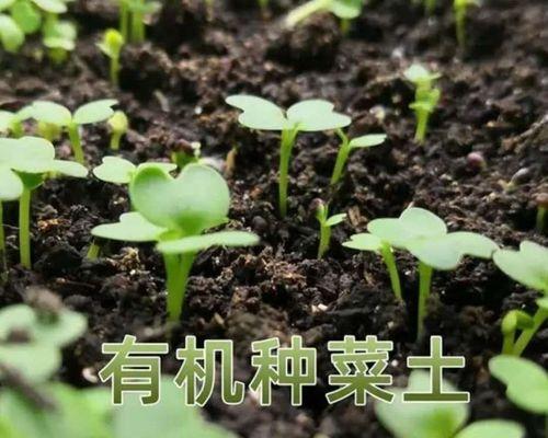 蔬菜怎么种植（蔬菜种植技术大全）