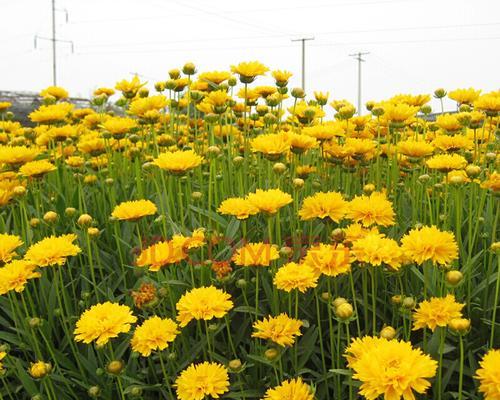 菊花如何种植（盆栽菊花的养殖方法）