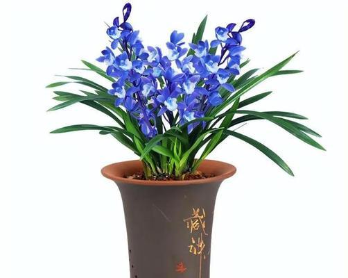 十大名花有哪些（十种十大名花排行）