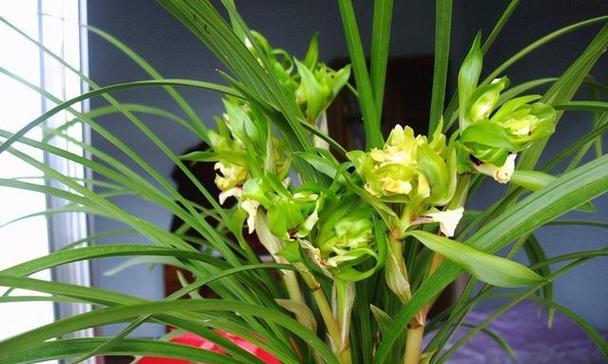月季花品种有哪些（盘点八种常见的月季花）