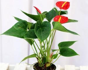 红掌怎么养（红掌花的养护小妙招）