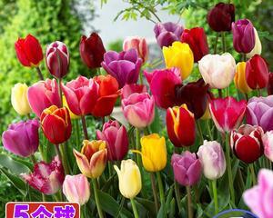 郁金香种子怎么种（郁金香种植方法和时间）