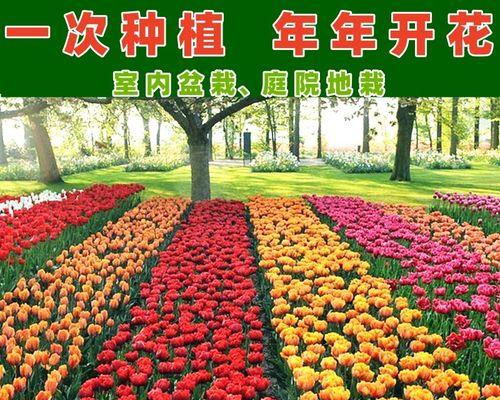郁金香种子怎么种（郁金香种植方法和时间）