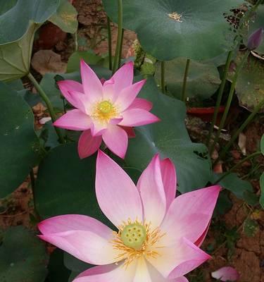 藕怎么种植（莲藕种植技术要点）