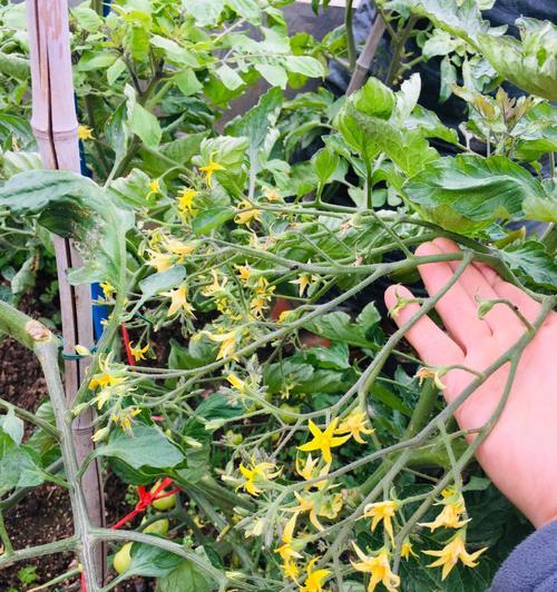 西红柿怎么种植（西红柿的种植技术要点）