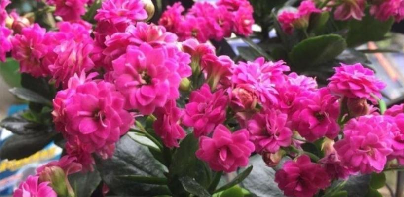 长寿花花期过后怎么打理