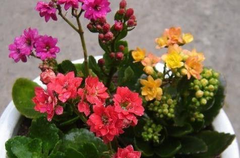 长寿花花期过后怎么打理