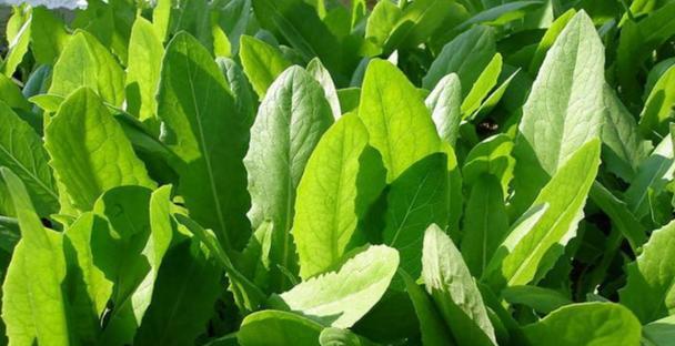 6月可以种植什么蔬菜（适合6月种的蔬菜推荐）