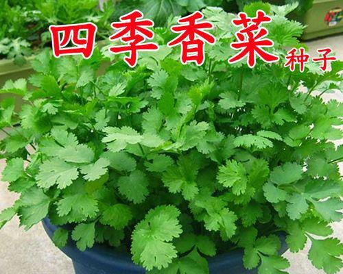 6月可以种植什么蔬菜（适合6月种的蔬菜推荐）