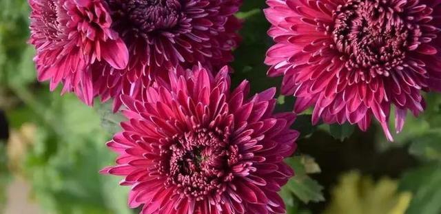 菊花怎么养护（详解菊花养护小妙招）
