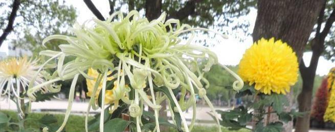 菊花怎么养护（详解菊花养护小妙招）