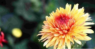 菊花怎么养护（详解菊花养护小妙招）