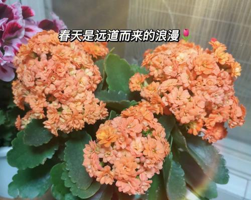 长寿花怎么繁殖（长寿花扦插方法与时间）
