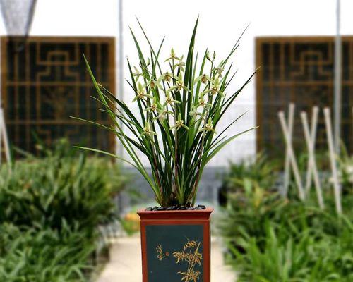好养的花有哪些（六大好养的花排行）