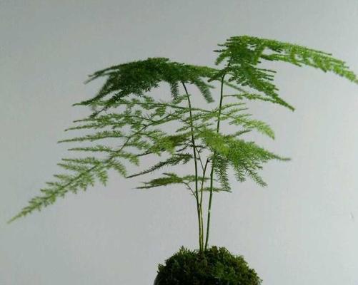 文竹叶子发黄怎么办（文竹黄叶原因及解决方法）