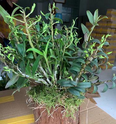 石斛怎么养才能更旺盛（家养石斛兰最简单技巧）