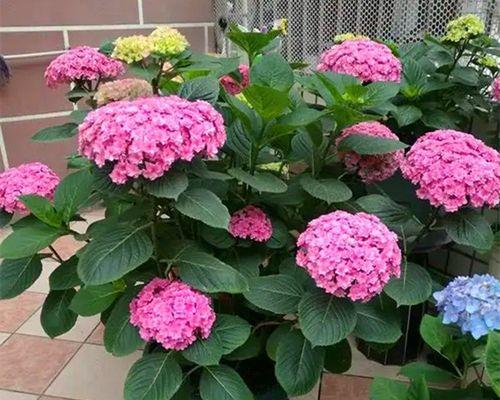绣球花能在室内养吗（有关绣球花养护技巧）