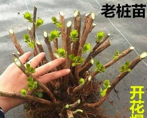 绣球花能在室内养吗（有关绣球花养护技巧）