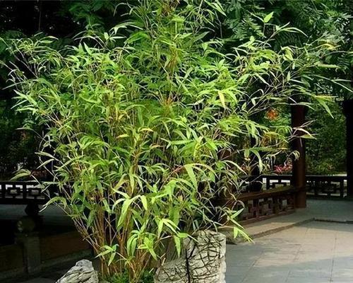竹子的种类有哪些（养的竹子品种）
