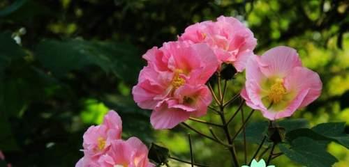 芙蓉花怎样栽培（芙蓉花的栽培与管理）