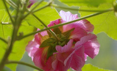 芙蓉花怎样栽培（芙蓉花的栽培与管理）