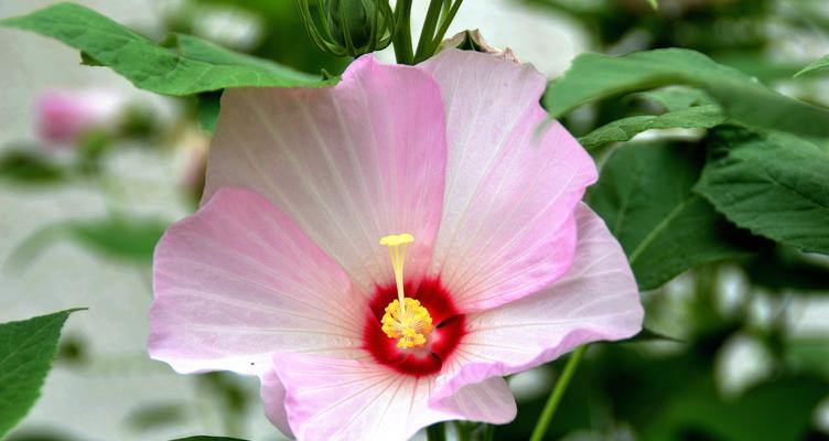 芙蓉花怎样栽培（芙蓉花的栽培与管理）