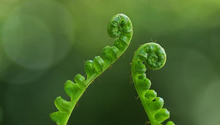 蕨类植物有哪些（家里适合养的蕨类植物）