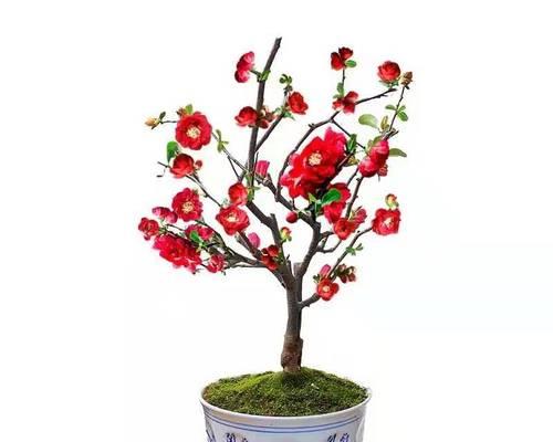 海棠盆景怎么养（海棠盆景的种植与养护）