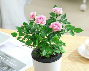 玫瑰花盆栽怎么养（盆栽玫瑰花养护小妙招）