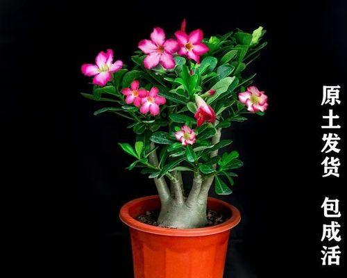 玫瑰花盆栽怎么养（盆栽玫瑰花养护小妙招）