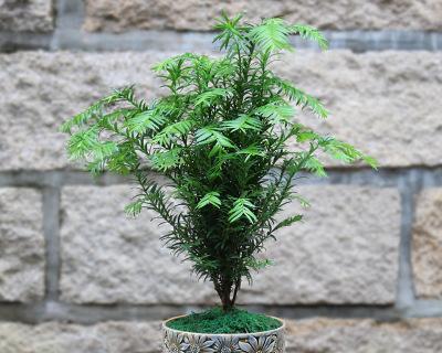 红豆杉的养殖方法（红豆杉栽培技术与管理）