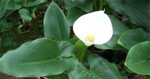 马蹄莲的养殖方法（马蹄莲的管理方法）