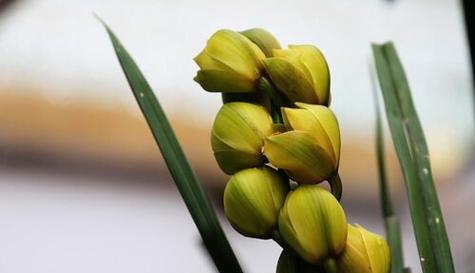 蕙兰的养殖方法和注意事项（养蕙兰的技巧与管理）