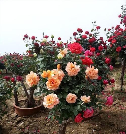 如何养月季花盆栽（月季花的养护要点）