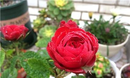 如何养月季花盆栽（月季花的养护要点）