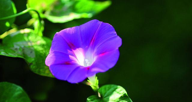 牵牛花八月份还能种吗