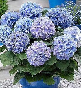 绣球花怎么养（绣球花的栽培技术）